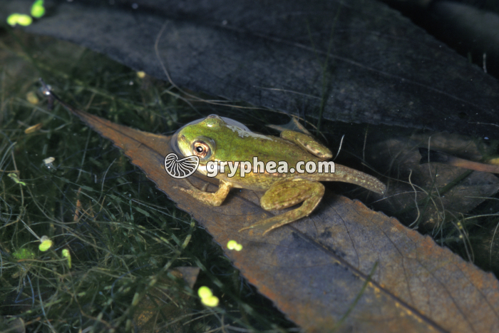 Grenouille fin de métamorphose - gryphea.org